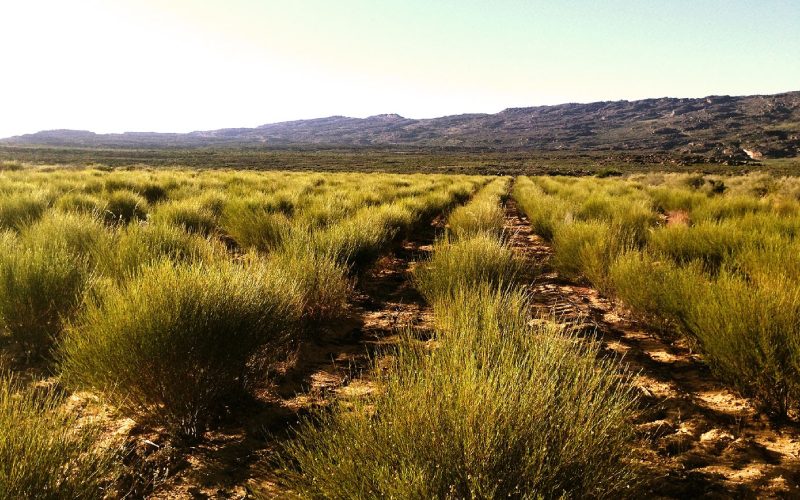 rooibos-plant