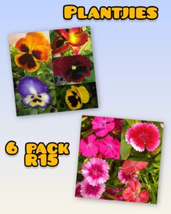 6pak plantjies