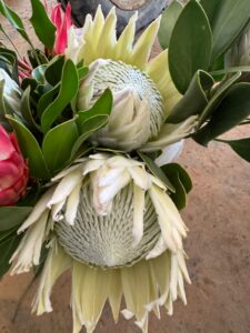proteas 2
