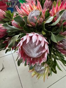 proteas
