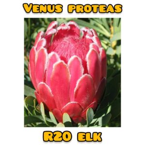 venus proteas