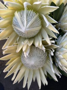 Wit proteas