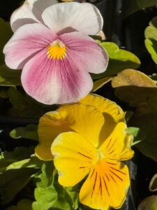 blomme