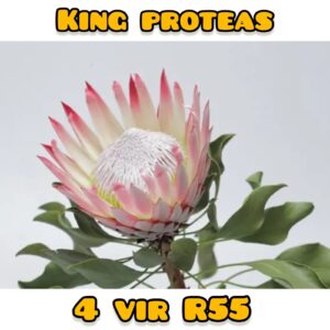 king proteas