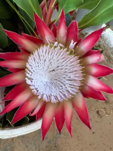 king proteas