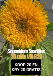 sonneblom saad