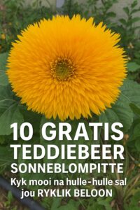 Sonneblom sade