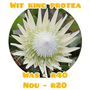 wit king proteas